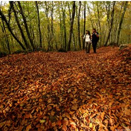 Fageda d’en Jordà Hayedo